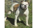 Olde Bulldog Puppy for sale in Newbern, TN, USA