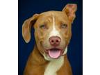 Adopt Morty a Mixed Breed
