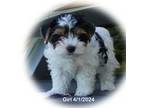 Biewer Terrier Puppy for sale in White Springs, FL, USA