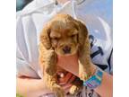 Cocker Spaniel Puppy for sale in Northfield, MN, USA