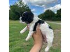 Cavachon Puppy for sale in Floral, AR, USA