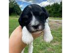 Cavapoo Puppy for sale in Floral, AR, USA