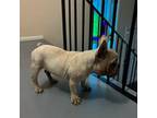 French Bulldog Puppy for sale in Grand Prairie, TX, USA