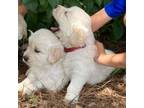 Golden Retriever Puppy for sale in Barnwell, SC, USA