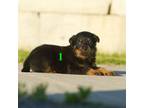 Rottweiler Puppy for sale in Norcross, GA, USA