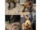 Mutt Puppy for sale in Beltsville, MD, USA