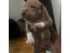 Staffordshire Bull Terrier Puppy for sale in New York, NY, USA