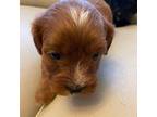 Cavapoo Puppy for sale in Pleasant Grove, UT, USA