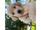 Golden Retriever Puppy for sale in Perris, CA, USA