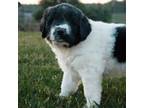 Great Pyrenees Puppy for sale in Rolla, MO, USA