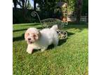 Bichon Frise Puppy for sale in Eugene, OR, USA