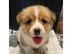 Pembroke Welsh Corgi Puppy for sale in Greenville, NC, USA