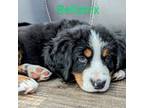 Bernese Mountain Dog Puppy for sale in Mountain Home, ID, USA