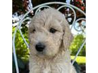 Golden Retriever Puppy for sale in Galion, OH, USA