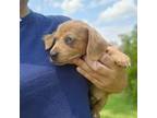 Dachshund Puppy for sale in Marianna, FL, USA