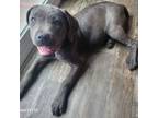 Cane Corso Puppy for sale in Lexington, SC, USA