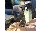Cane Corso Puppy for sale in Waterbury, CT, USA