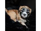 Shih Tzu Puppy for sale in Pennsauken, NJ, USA