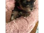 Yorkshire Terrier Puppy for sale in Watertown, MA, USA