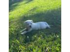 Alapaha Blue Blood Bulldog Puppy for sale in Covington, GA, USA