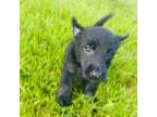 Scottish Terrier Puppy for sale in Chicago, IL, USA