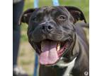 Adopt Sully a Pit Bull Terrier, Mixed Breed