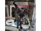Adopt Colby a Domestic Short Hair