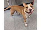 Adopt Rio a Pit Bull Terrier, Mixed Breed