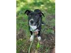 Adopt Todd a Pit Bull Terrier, Mixed Breed