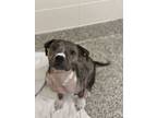 Adopt Dante a Pit Bull Terrier, Mixed Breed