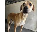 Adopt Ducky a Hound, Mixed Breed