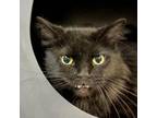 Adopt Inky a Domestic Long Hair