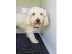 Adopt 56045616 a Poodle, Mixed Breed