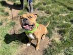 Adopt Jungle a Pit Bull Terrier, Boxer