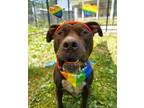 Adopt Pop Tart - Available in Foster a Pit Bull Terrier, Mixed Breed