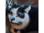 Adopt Nightshade a Domestic Medium Hair