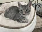 Adopt Colter a Domestic Short Hair