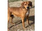Adopt Scooby a Hound, Mixed Breed