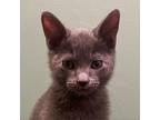 Adopt Forest a Domestic Short Hair