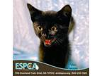 Adopt Soot a Domestic Short Hair