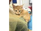 Adopt Delroy a Domestic Short Hair