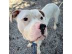 Adopt Fig Newton a Pit Bull Terrier