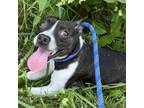 Adopt Patches O'houlihan a Mixed Breed, Jack Russell Terrier