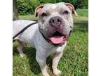 Adopt Isaiah a Mixed Breed, American Staffordshire Terrier