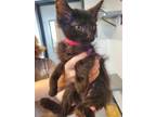 Adopt Ace a Domestic Medium Hair, Domestic Short Hair