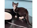 Adopt Donkey Kong a Domestic Short Hair