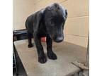 Adopt Diez a Black Labrador Retriever, Mixed Breed