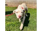 Adopt Billy Madison a American Staffordshire Terrier