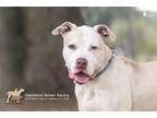 Adopt 73580A Flyin Ryan a American Staffordshire Terrier, Mixed Breed