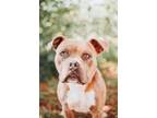 Adopt 73561a CJ a American Staffordshire Terrier, Mixed Breed